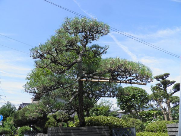 北九州　庭木剪定　松の剪定実績