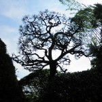 松の剪定　八幡東区　