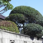 八幡西区　庭木剪定