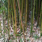 竹の美