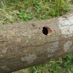 植木庭木の病害虫予防